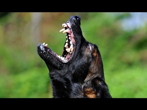 Arenji Severní Procyon - obedience - protection