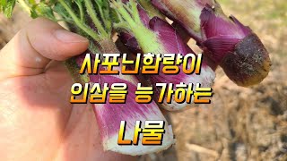 사포닌함량이 인삼을 능가하는 나물 땅두릅효능