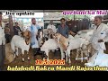 Balahedi Bakra Mandi Live Update 19 5 2025 Rajasthan Ki Sabse Badi Bakra Mandi