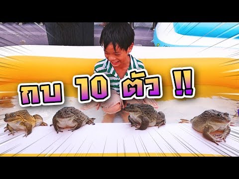 แกล้งซิลค์ กบ 10 ตัว !! พี่เซนเล่นน้ำกับกบฝูงใหญ่ - DING DONG DAD Video