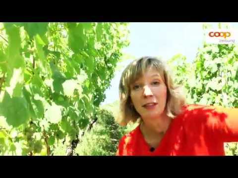 Brittas Weinlatein: Was ist Terroir?