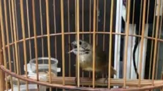 Download lagu Masteran Terbaik Wambi Mini Gacor | masteran burung teu mi terbaik mp3 Download lagu Masteran Terbaik Wambi Mini Gacor | masteran burung teu mi terbaik mp3