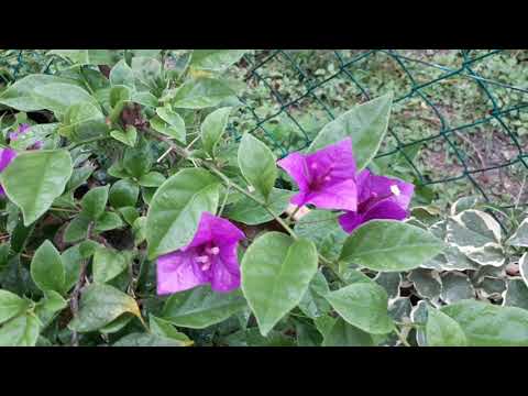 PLANT// BLOSSOM  // KISS THE RAIN BOUGAINVILLEA