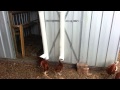 Gravity Feeder with built-in rain cover - For Coop ...