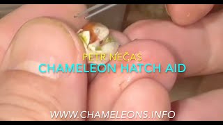 CHAMELEON HATCH AID