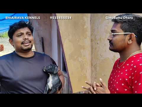 Kennel business  #dog