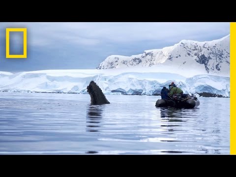 Video trailer för Trailer | Continent 7: Antarctica