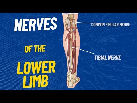 Nerves of the Lower limb