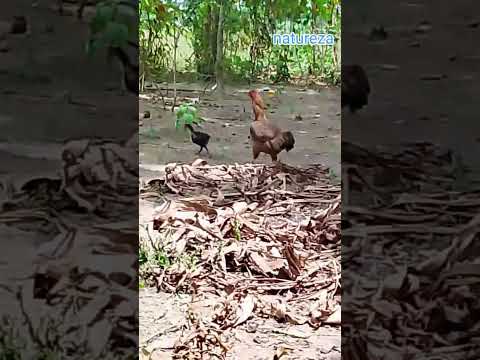 Mostrando um pouco desse lugar lindo sitio cachoeira espírito santo RN 