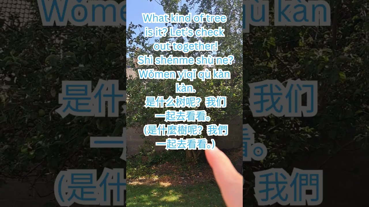 Speak Chinese: What tree is it? 🌳