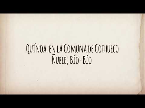 Quínoa en Coihueco, Ñuble, Bío-Bío