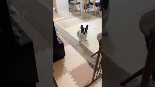 心配 or 監視？ まるで試験監督の隣の部屋から様子をうかがうフレブル