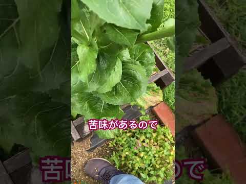 離れて、チコリ 植物