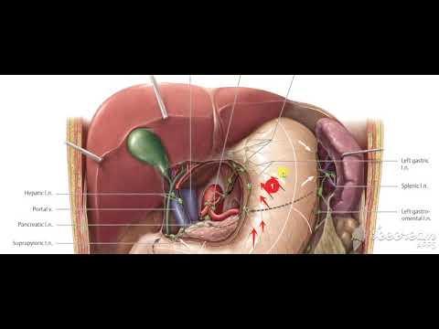 Stomache lymphatic drinage 2