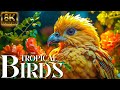 The Most Colorful Birds in 4K - Beautiful Birds Sound in the Forest | Relaxation Scene