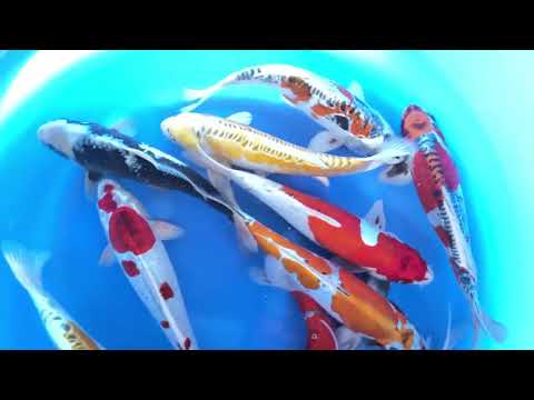 JKS-123 Aokiya nisai mix