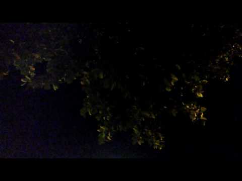 Mišari Rašid El-Afasi - Gazi Husrev-begova džamija Sarajevo, BiH