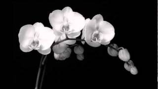 Goodnight Irene - Kelly Joe Phelps