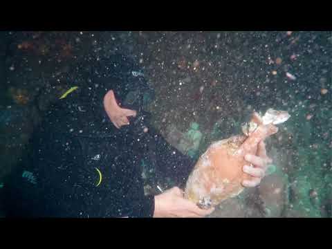Edivo - Diving with Blue Planet FULL VIDEO