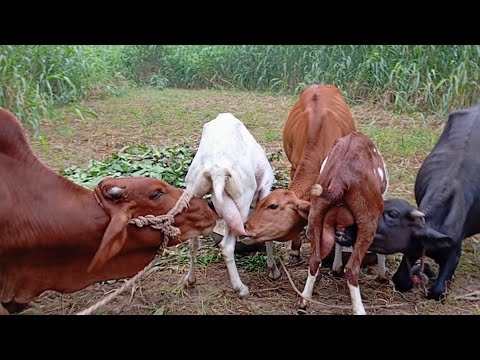 Breastfeeding Goats! Goat Milk Feeding To Calf Interesting Video | Nikka haji