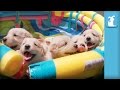 So Many Golden Retriever Puppies CUTE COMPILATION Puppy Love