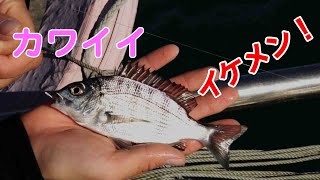 GO!GO!九ちゃんフィッシング #562　「名人が教えるクロダイのウキフカセ釣り クロダイ連発！浜名湖 新居弁天海釣公園」　Episode.3　クロダイ・アジ・付けエサローテーション！