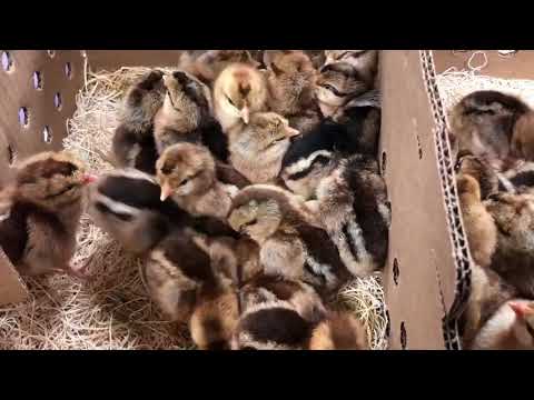 , title : 'Cream Legbar baby chicks | Cackle Hatchery'