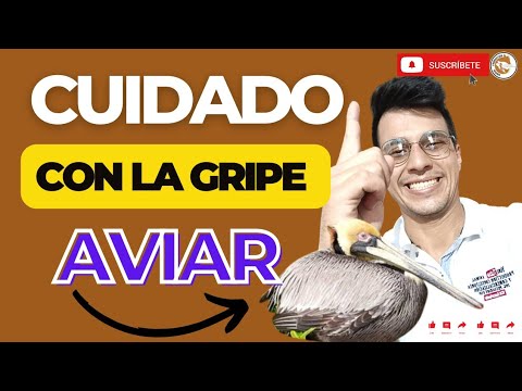 , title : '🤯COMO EVITAR LA GRIPE AVIAR EN POLLOS DE ENGORDE 💪🏽PROTEGE A TUS AVES Y A TU NEGOCIO DE LA GRIPE🌟'