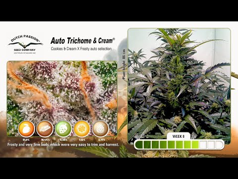 Youtube video preview