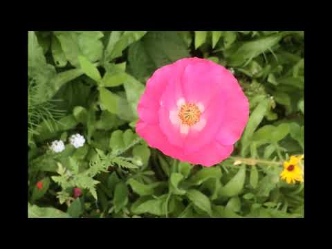 Summer Breeze-  Steven Burgess