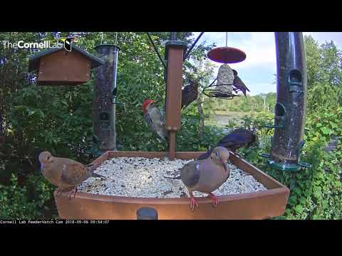 Red-bellied Woodpecker Gets Aggressive At Cornell Feeders – Sept. 6, 2018
