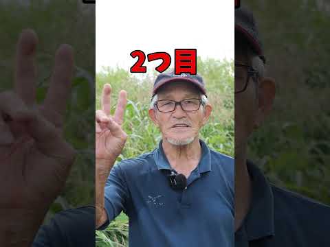 なぜニンニクを植物に入れるのでしょうか？祖母が庭での6つの意外な使い方を教えてくれました  庭園