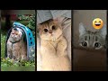 Funniest Cat ‍ Viral ‍ FunnyCats Ep 4471