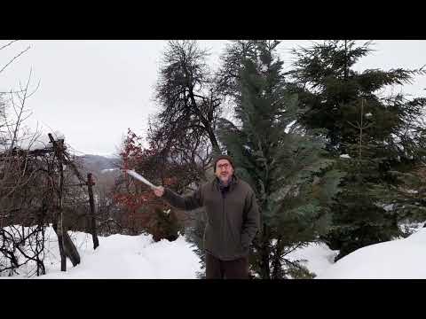 Idei esentiale pentru alegerea soiurilor de pomi fructiferi