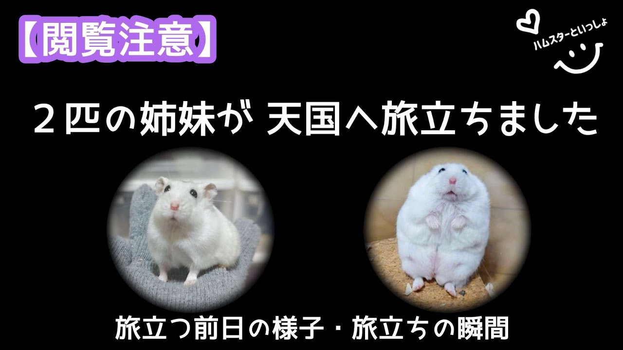 【閲覧注意】２匹の姉妹ハムスターが天国へ旅立ちました