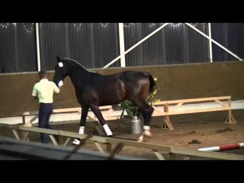 Londontime-Der Lord stallion * 2013