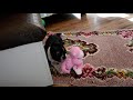 Boston Terrier dogs for sale: Stella - Video 2