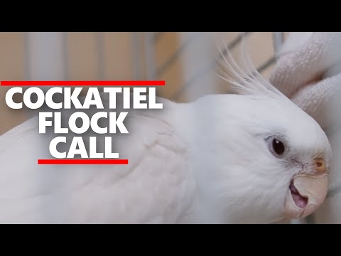 COCKATIEL FLOCK CALL-cockatiel flock calling-cockatiel sound-calopsitas
