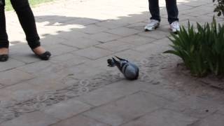 preview picture of video 'Pigeon scratching its neck'
