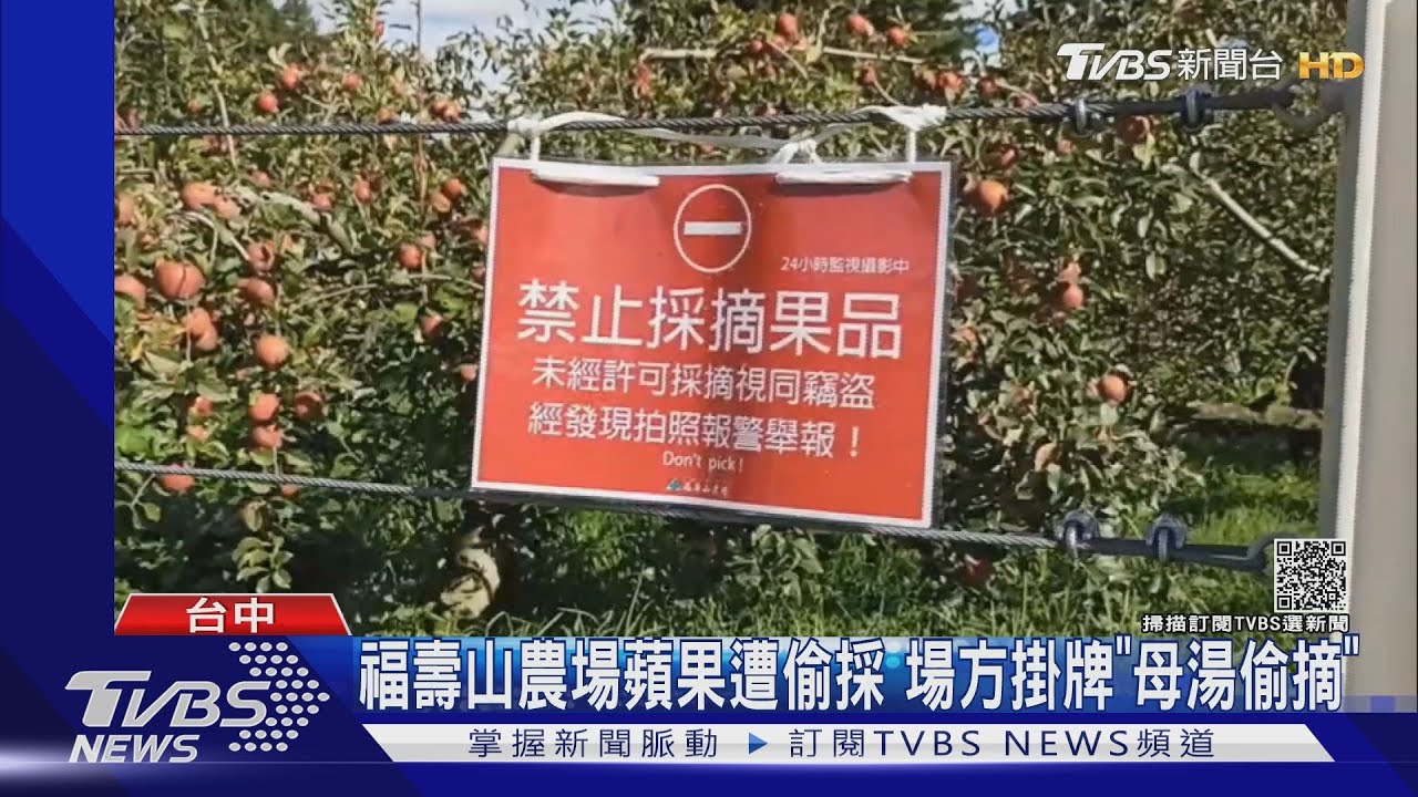 福壽山農場蘋果遭偷採　場方掛牌「母湯偷摘」