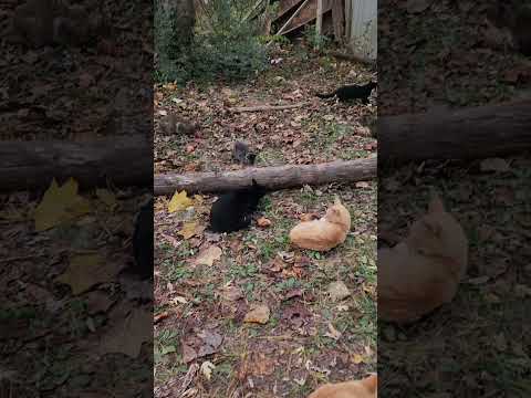 the dinner bell rings for the mountain colony