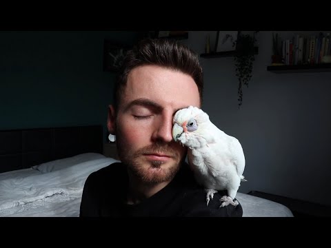 Are you right for a parrot? Tips on choosing the right bird for you! | MEET MY PUPPY!|