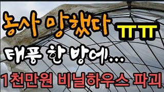 1천만원 비닐하우스 태풍 마이삭으로 파괴...눈물이납니다. A 10 million won green hous…