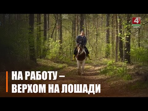 Выкладчык ліцэя МНС ездзіць на працу верхам на кані видео