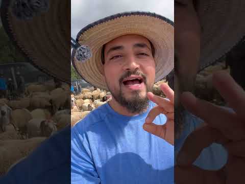 ثمن الحولي في مدينة طنجة