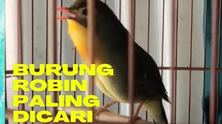 Download lagu ROBIN GACOR SUARA LANTANG DAN VARIASI mp3