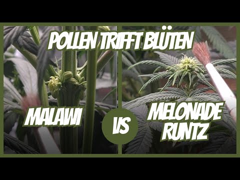 🔥 Pollen collection & pollination – We cross-breed our plants! 🌱