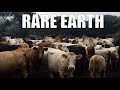 Cows 1 Spanish Army 0