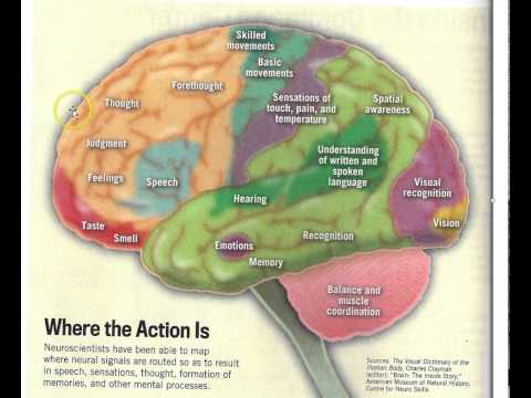 brain intro for empathy