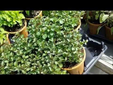 Best Herbs - Chocolate Mint